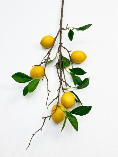 Ветка лимона 5 плодов