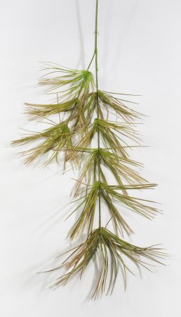 картинка Хвощ лесной от магазина KALINA