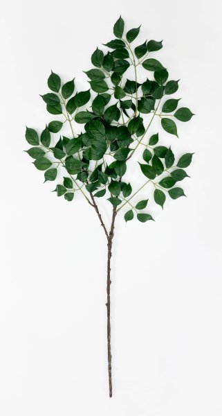 картинка Ветка фикуса от магазина KALINA