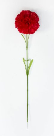 Гвоздика "Шабо" красная