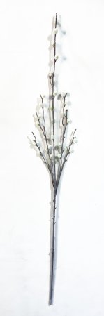 Верба Морозная