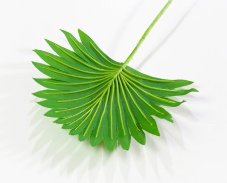 картинка Лист вашингтонии 1 от магазина KALINA