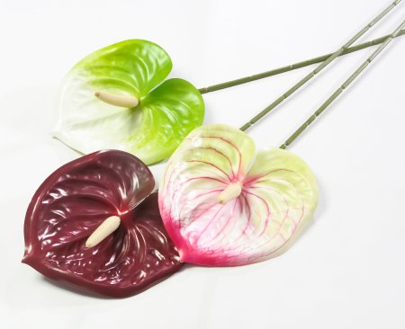 Соцветие антуриума