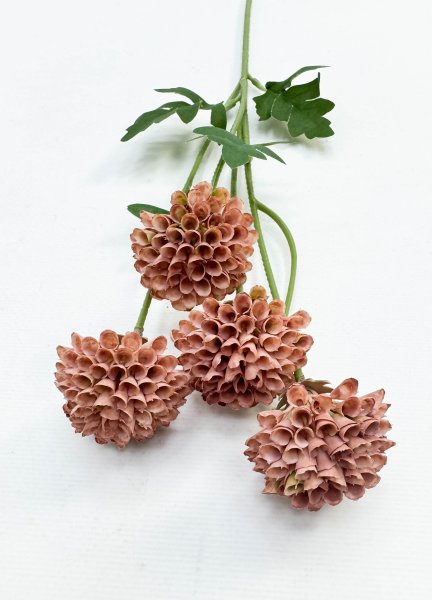 Георгин помпонный персиковый