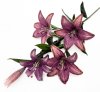 Ветка лилий "Мираж" 4 цветка 1 бутон