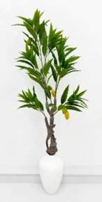 Куст манго 110 см БЕЗ КАШПО