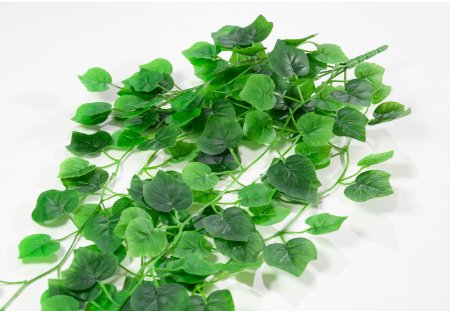 картинка Плющ ампельный Вайн от магазина KALINA