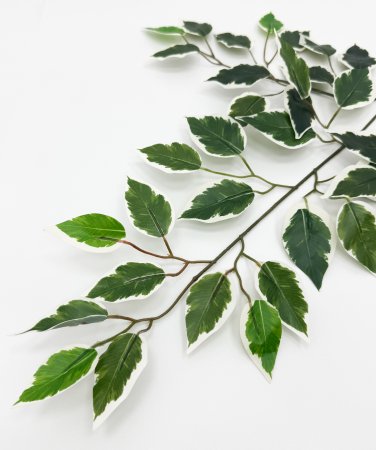 картинка Лист фикуса пестролистный от магазина KALINA