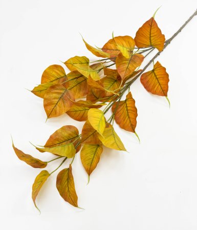 Тополь осенний большая ветка