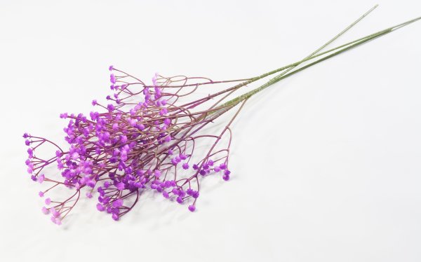 Ветка гипсофилы "Фуксия"