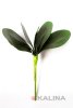 картинка Лист орхидеи маленький, 5 листков от магазина KALINA
