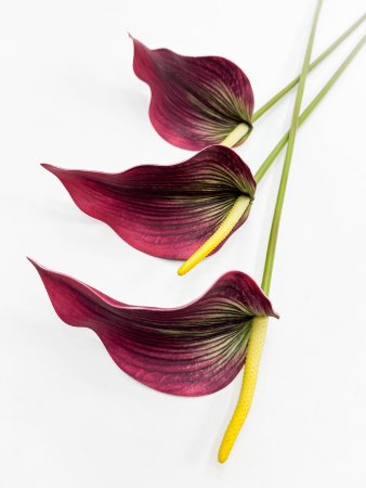 Антуриум бордо