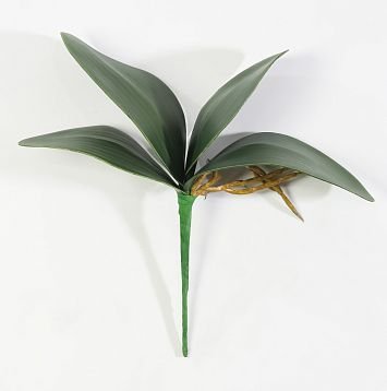 картинка Лист орхидеи с корешками 4 листа магазин KALINA являющийся официальным дистрибьютором в России 