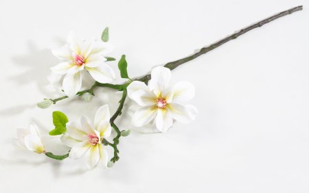 Ветка магнолии с белыми цветами