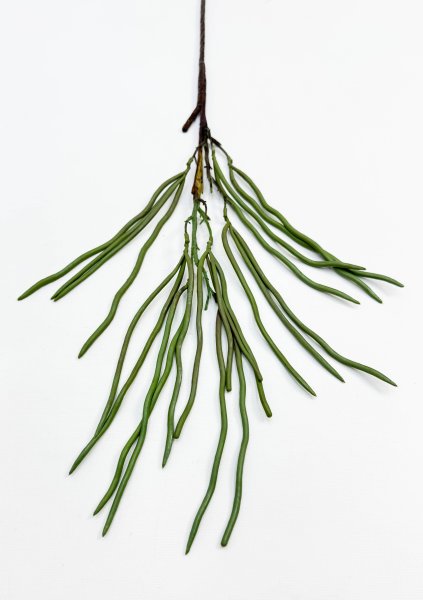 картинка Селеницереус веркли от магазина KALINA