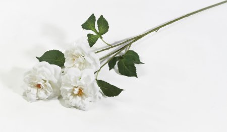 Ветка розы Маргарет Меррил белая