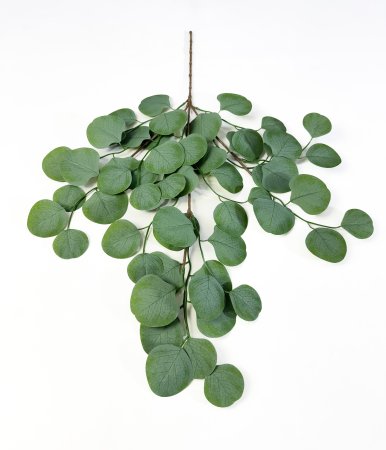 картинка Лист эвкалипта от магазина KALINA