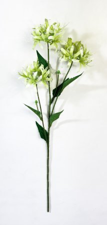 Ликорис зеленый