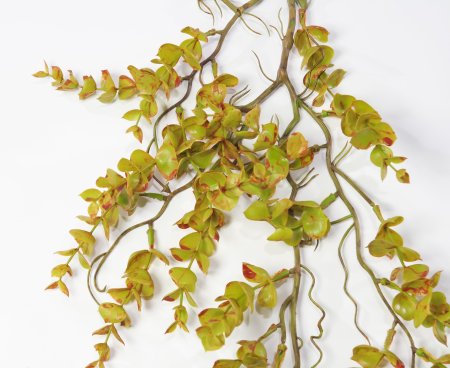 картинка Эвкалипт ампельный "Свити осень" от магазина KALINA