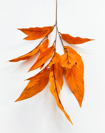 Аглаонема декоративная оранжевая 