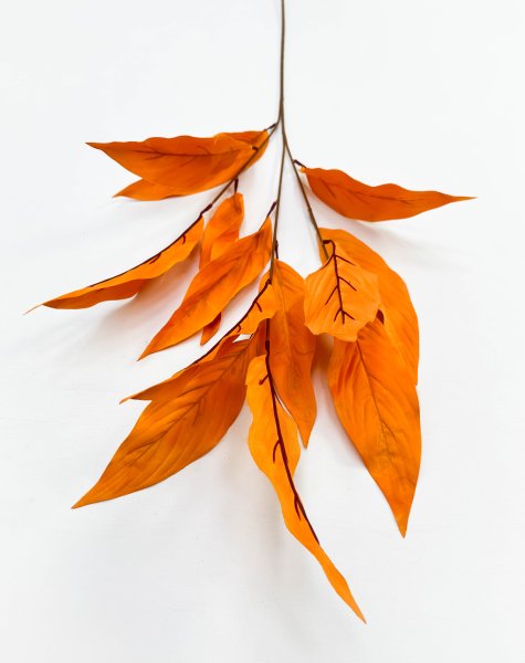 Аглаонема декоративная оранжевая 