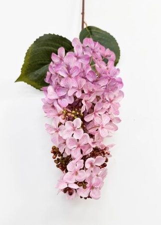 Гортензия метельчатая "Вилмс" нежно-розовая