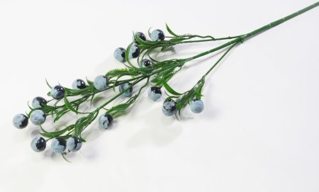 Ветка крупных черных ягод