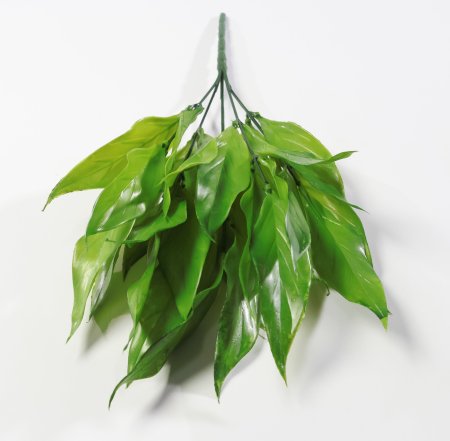 картинка Аспидистра от магазина KALINA