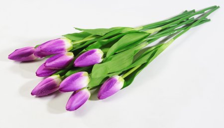 Тюльпан Былина