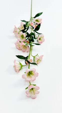 Кампанула розовая