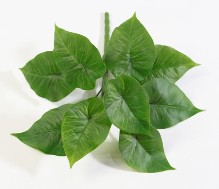 картинка Сингониум ботаническая копия от магазина KALINA