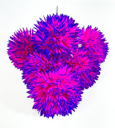 Хризантема Конгресс 6 цветков