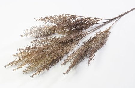 Ветка аспарагуса "Закат"