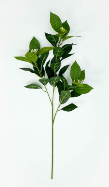 картинка Калина лавровидная  от магазина KALINA