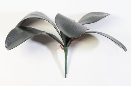картинка Лист орхидеи темный от магазина KALINA