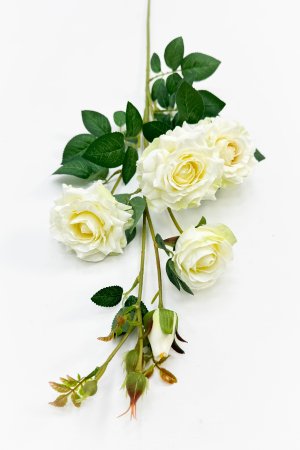 Ветка розы Сфинкс молочная