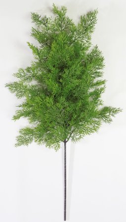 картинка Туя "Западная" 3 от магазина KALINA