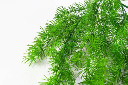 картинка Аспарагус перистый от магазина KALINA