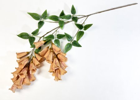 Наперстянка каскадная персиковая