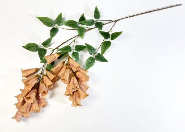 Наперстянка каскадная персиковая