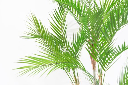 Бамбуковая пальма 2 ствола 125 см