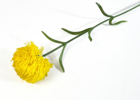 Гвоздика желтая