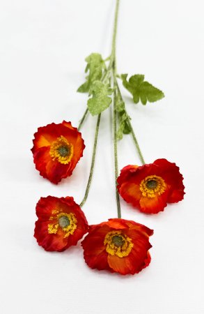 Мак красный