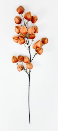 Физалис оранжевый