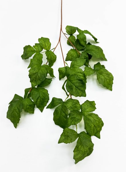 Ветка малины зеленая