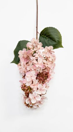 Гортензия метельчатая "Вилмс" чайная роза