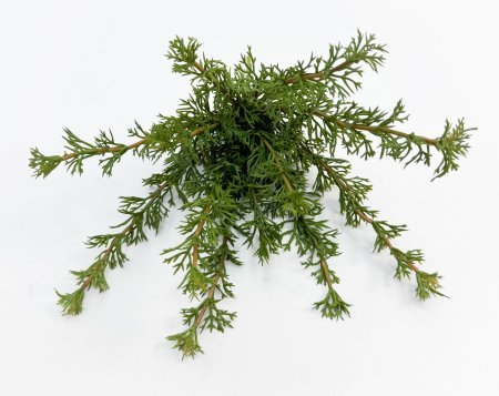 картинка Фенхель от магазина KALINA