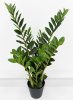 Замиокулькас кустовой 85 см
