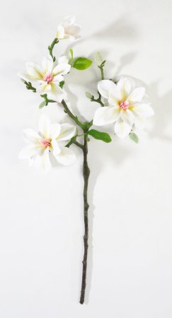 Ветка магнолии с белыми цветами