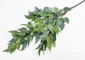 Фикус ветка большая светло-зеленая